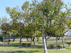 Father's Day Picnic Thumbnail