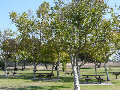 Father's Day Picnic