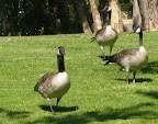 Canada Goose