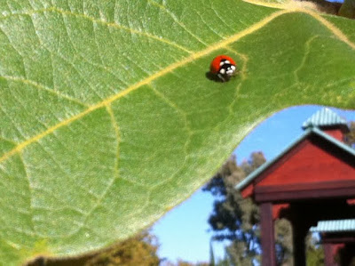 Ladybug at Los Rios