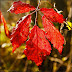 Herfst-in-het-Goor_20091030_144905.jpg, Red Rubus leave (Braamblad), Het Goor, Helmond, The Netherlands, Herfswandeling in het Goor