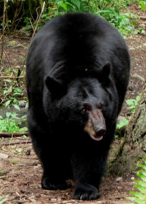 [black-bear[4].jpg]