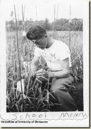 wheatfield wheatfield
