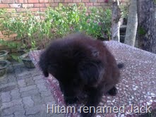 [hitam[4].jpg]