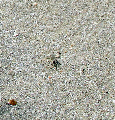 crab beach