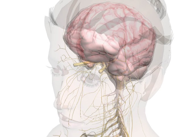 brain.jpg