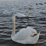 DSC_0185.JPG