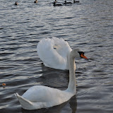 DSC_0177.JPG