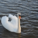 DSC_0215.JPG