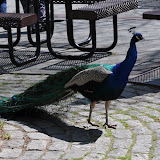 DSC_0004.JPG