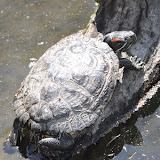 DSC_0042.JPG
