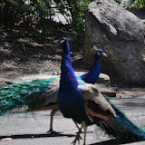 DSC_0045.JPG
