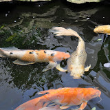 DSC_0259.JPG