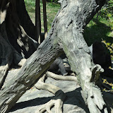 DSC_0215.JPG