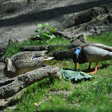 DSC_0222.JPG