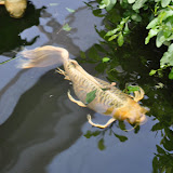 DSC_0261.JPG