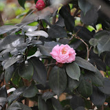 DSC_0291.JPG