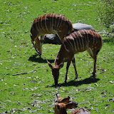 DSC_0085.JPG