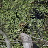 DSC_0500.JPG