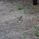 DSC_0513.JPG