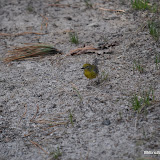 DSC_0519.JPG