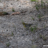 DSC_0521.JPG