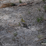 DSC_0523.JPG