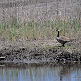 DSC_0533.JPG