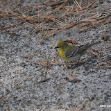 DSC_0531.JPG