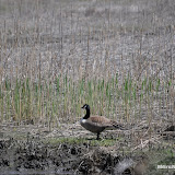 DSC_0535.JPG