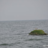DSC_0559.JPG