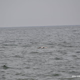 DSC_0585.JPG