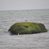 DSC_0613.JPG