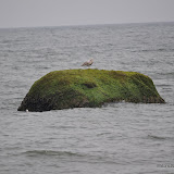 DSC_0614.JPG