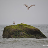 DSC_0625.JPG