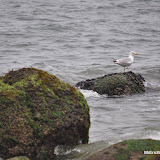 DSC_0661.JPG