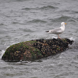 DSC_0662.JPG