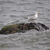 DSC_0663.JPG