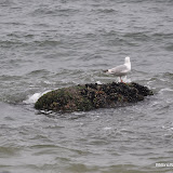 DSC_0666.JPG
