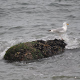 DSC_0668.JPG