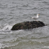 DSC_0669.JPG