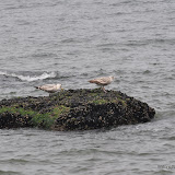 DSC_0743.JPG