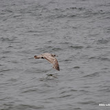 DSC_0760.JPG