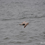 DSC_0758.JPG