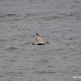 DSC_0761.JPG