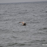 DSC_0766.JPG