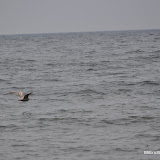 DSC_0768.JPG