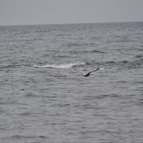 DSC_0770.JPG