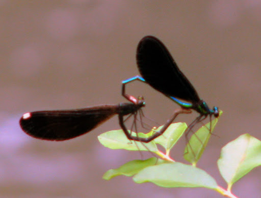 Dragonflies+mating+heart+shape