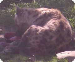 ZOO LE 04-2009-05